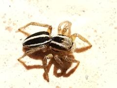 Phlegra bresnieri