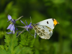 Anthocharis scolymus