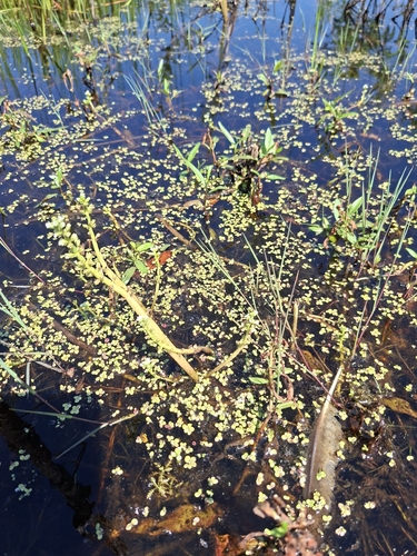 Hottonia inflata, photograph 4