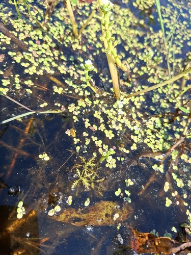 Hottonia inflata, photograph 5
