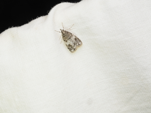 Sooty Scoparia Moth photo 5