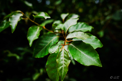 Elaeagnus glabra