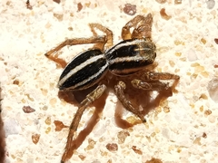Phlegra bresnieri