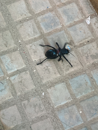 Eugaster spinulosa