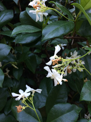 Trachelospermum jasminoides