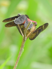Diastatops