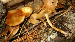 Kuehneromyces marginellus