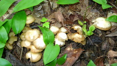 Kuehneromyces marginellus