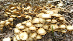 Kuehneromyces marginellus