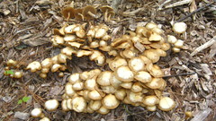 Kuehneromyces marginellus
