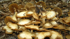 Kuehneromyces marginellus
