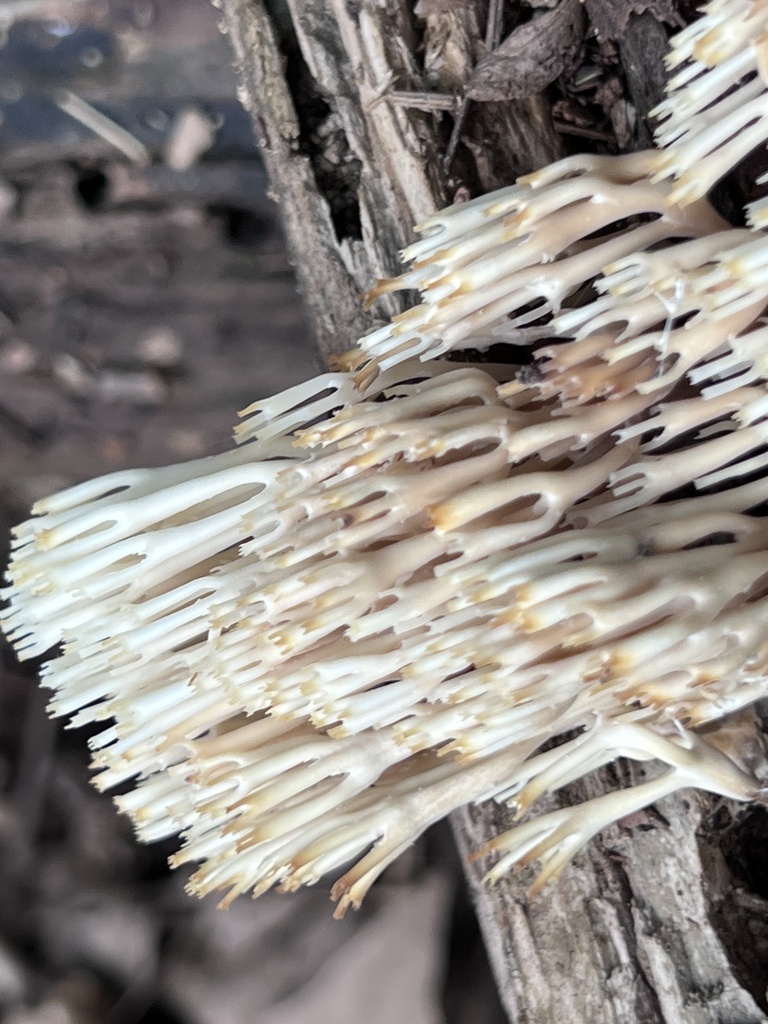 crown-tipped coral fungus · July 2026 · photo: Photo: (c) Mark Richman, some rights reserved (CC BY) · iNaturalist
