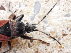 Lasiocoris anomalus