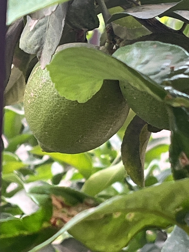 Citrus limon observed 2026-07-28