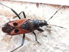 Lasiocoris anomalus