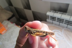 Dociostaurus maroccanus