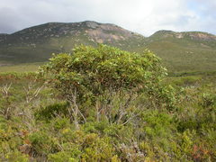 Eucalyptus semiglobosa