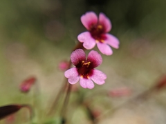 Erythranthe androsacea