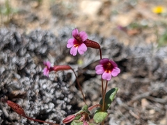 Erythranthe androsacea