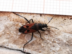 Lasiocoris anomalus