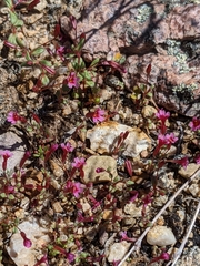 Erythranthe androsacea