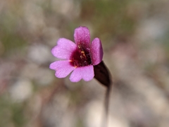 Erythranthe androsacea