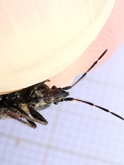 Lasiocoris anomalus