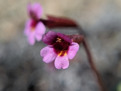 Erythranthe androsacea