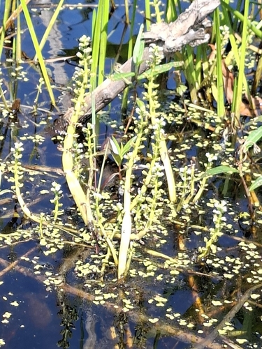 Hottonia inflata, photograph 2