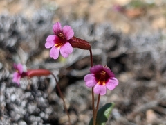 Erythranthe androsacea