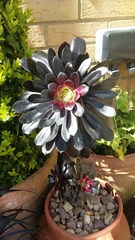 Aeonium arboreum arboreum