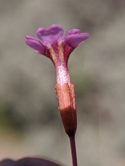 Erythranthe androsacea