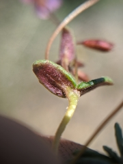 Erythranthe androsacea