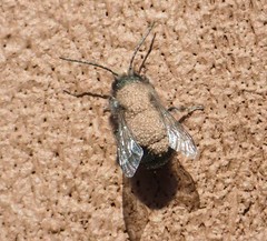 Chaetodactylus krombeini