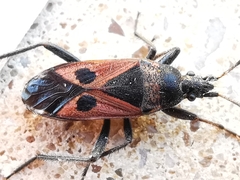 Lasiocoris anomalus