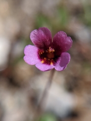 Erythranthe androsacea