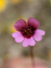 Erythranthe androsacea