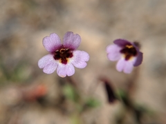 Erythranthe androsacea
