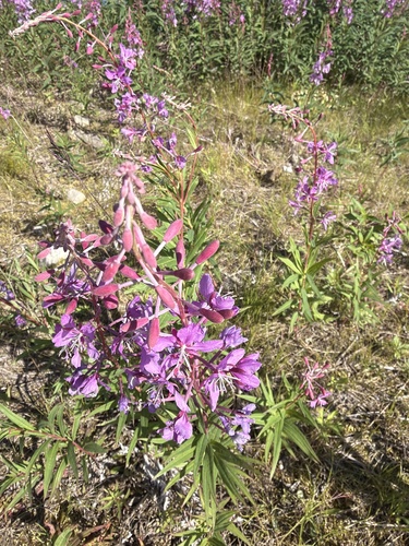 fireweed