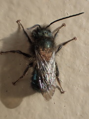 Chaetodactylus krombeini