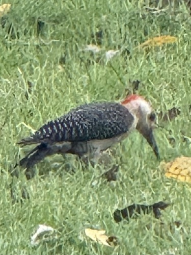 Golden-fronted Woodpecker