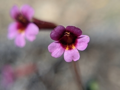 Erythranthe androsacea