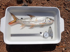 Hydrocynus vittatus