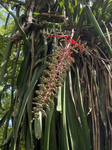 vase bromeliad