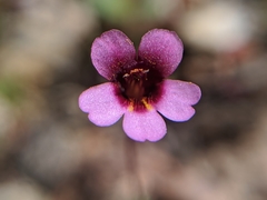 Erythranthe androsacea