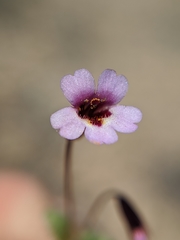 Erythranthe androsacea