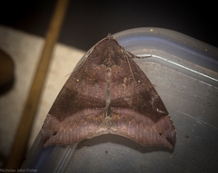 Bastilla hamatilis