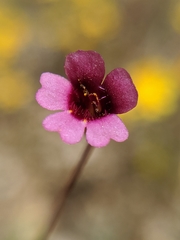 Erythranthe androsacea