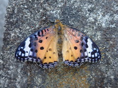 Argynnis hyperbius