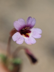 Erythranthe androsacea